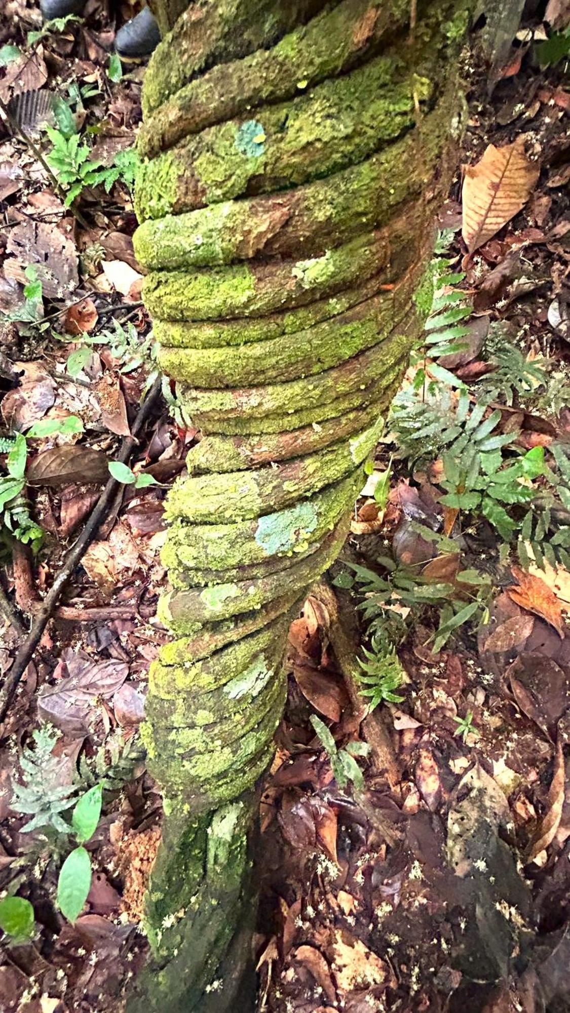 Gaia Amazon Eco Lodge Ahuano Экстерьер фото