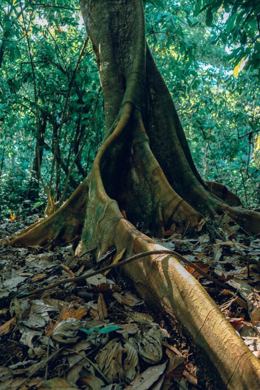 Gaia Amazon Eco Lodge Ahuano Экстерьер фото