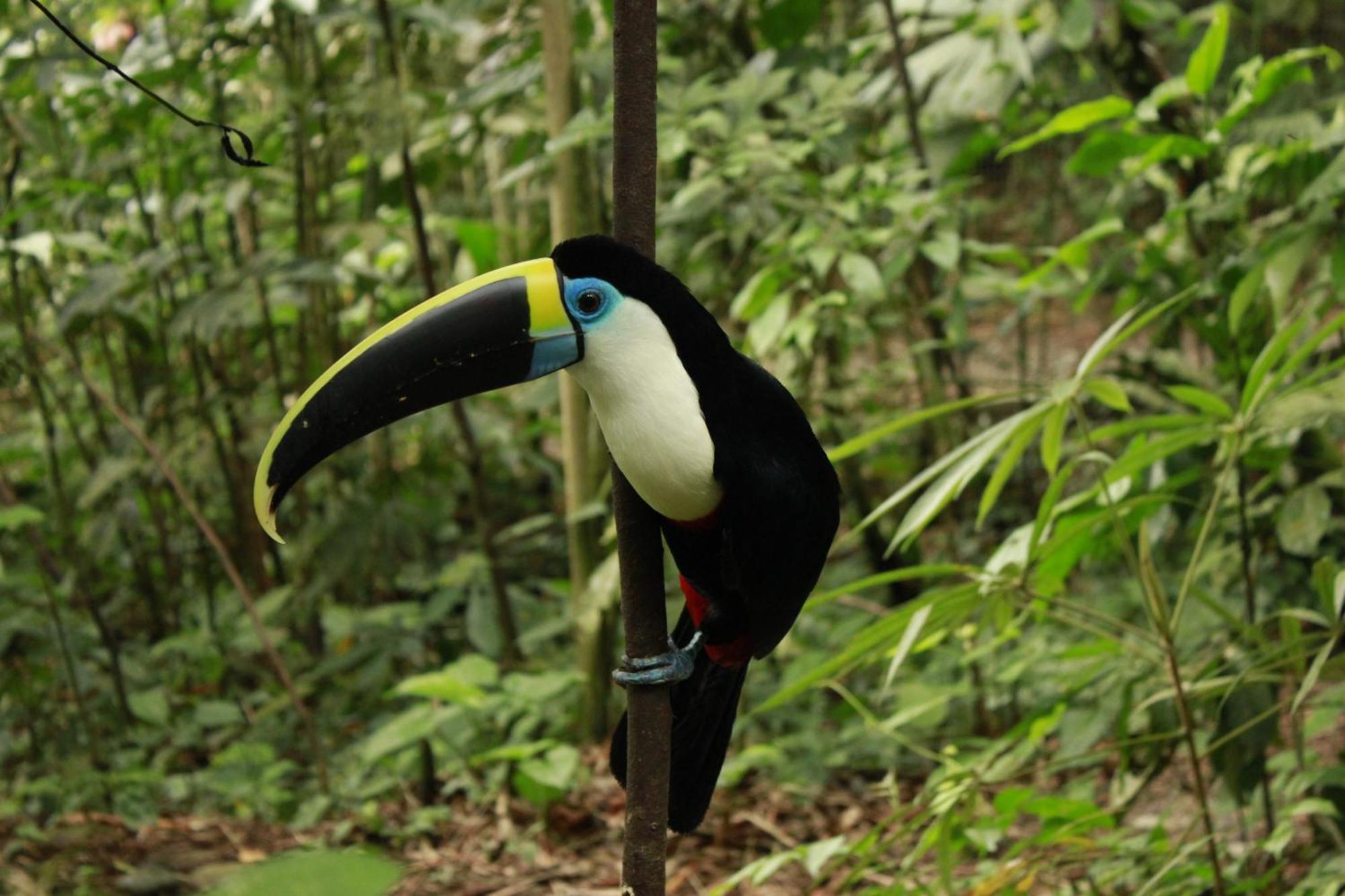 Gaia Amazon Eco Lodge Ahuano Экстерьер фото