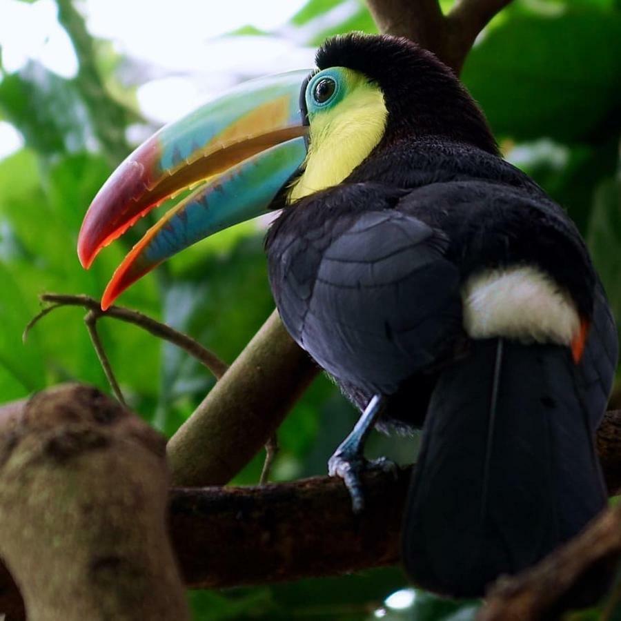 Gaia Amazon Eco Lodge Ahuano Экстерьер фото